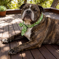 COOLTAIL – Reusable Pet Cooling Bandanas