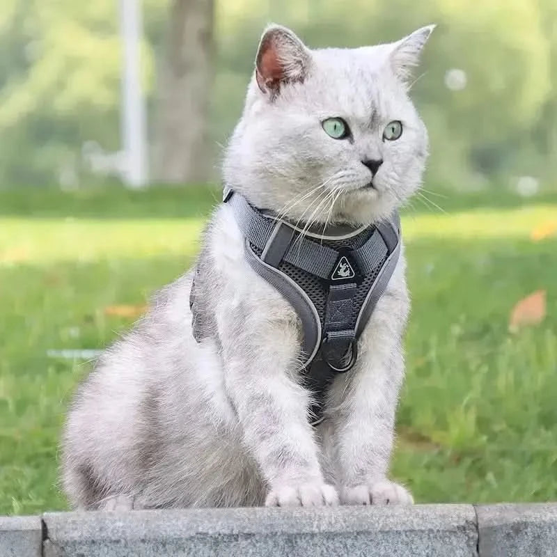 CATSECURE – Harnais pour chat en forme de Y