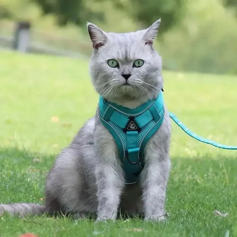 CATSECURE – Harnais pour chat en forme de Y