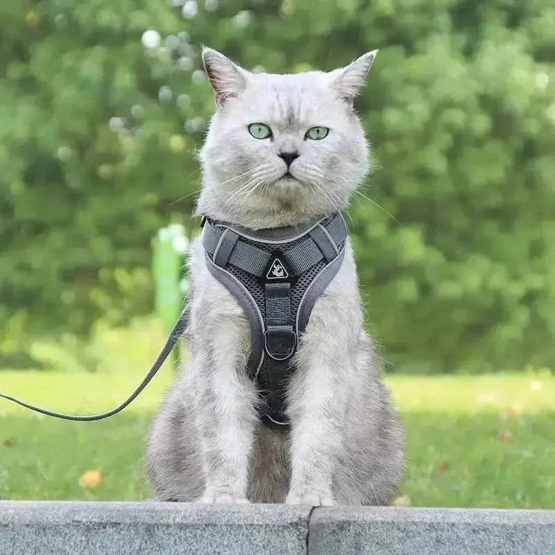 CATSECURE – Harnais pour chat en forme de Y